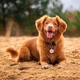 Dog laying on the floor