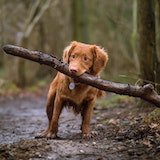 Dog with stick in his mouth